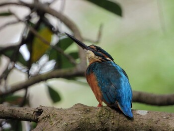 Common Kingfisher 四ツ池公園 Sun, 10/10/2021