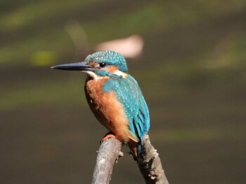 Common Kingfisher 四ツ池公園 Sun, 10/10/2021