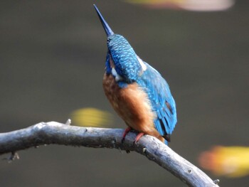 Common Kingfisher 四ツ池公園 Sun, 10/10/2021