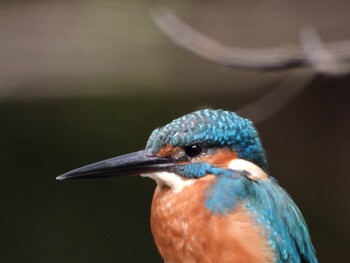 Common Kingfisher 四ツ池公園 Sun, 10/10/2021