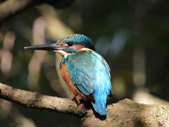 Common Kingfisher 四ツ池公園 Sun, 10/10/2021