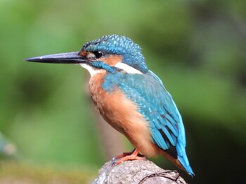 カワセミ 四ツ池公園 2021年10月10日(日)