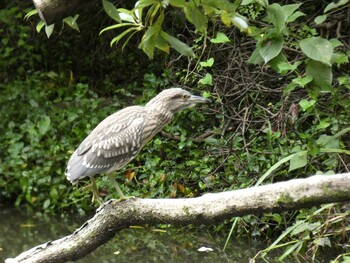 ゴイサギ 四ツ池公園 2021年9月4日(土)