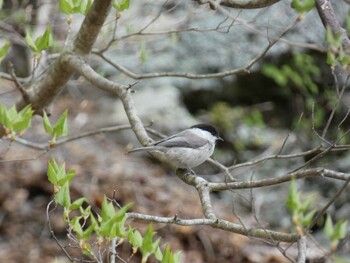 コガラ 大札山 2021年4月25日(日)