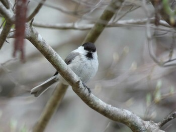 コガラ 大札山 2021年4月25日(日)