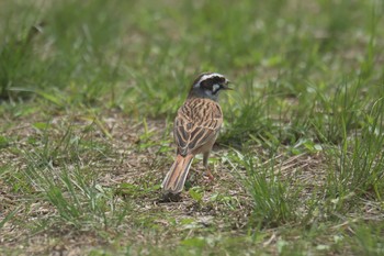 ホオジロ 三重県上野森林公園 2017年4月29日(土)