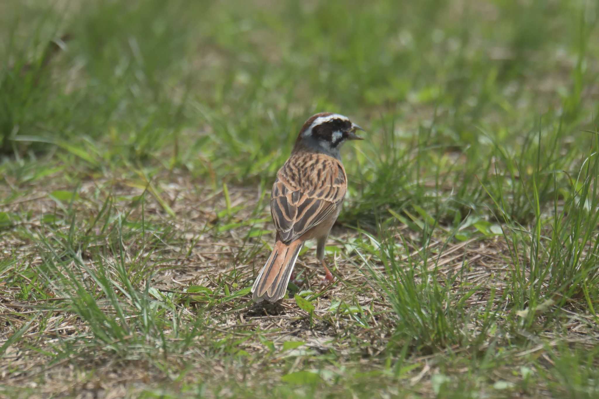 Photo of Meadow Bunting at Mie-ken Ueno Forest Park by masatsubo