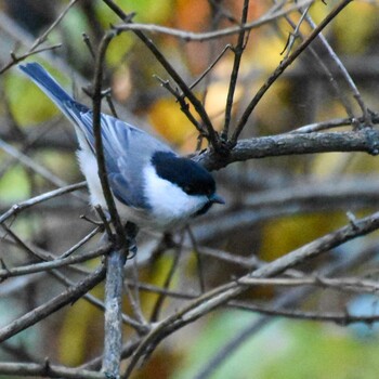 Willow Tit 上高地 Sun, 10/10/2021