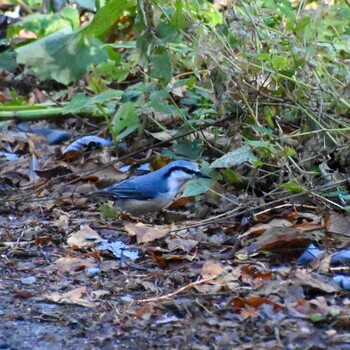 Eurasian Nuthatch 上高地 Sun, 10/10/2021