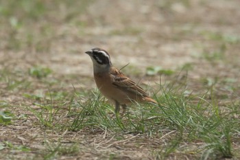 ホオジロ 三重県上野森林公園 2017年4月29日(土)