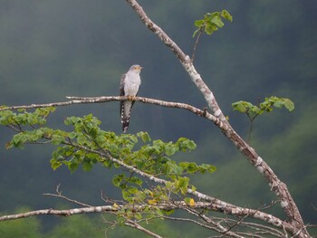 Common Cuckoo 大蔵高丸 Sat, 7/24/2021