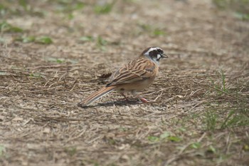 Meadow Bunting Mie-ken Ueno Forest Park Sat, 4/29/2017