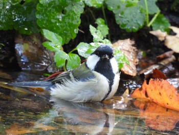 シジュウカラ 千歳 2021年10月13日(水)