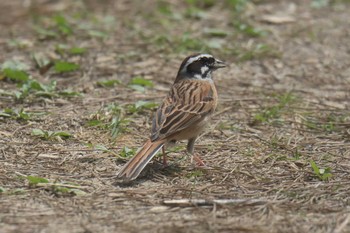 Meadow Bunting Mie-ken Ueno Forest Park Sat, 4/29/2017