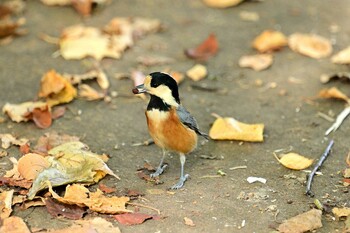 Varied Tit 月寒公園 Thu, 10/14/2021