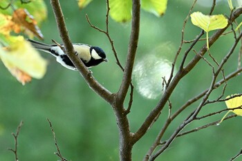 Japanese Tit 月寒公園 Thu, 10/14/2021