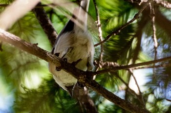 2021年10月14日(木) 福井緑地(札幌市西区)の野鳥観察記録