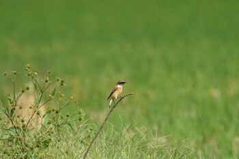 2021年10月14日(木) 潟ノ内(島根県松江市)の野鳥観察記録