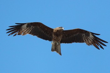 Black Kite 逗子 Sat, 4/29/2017