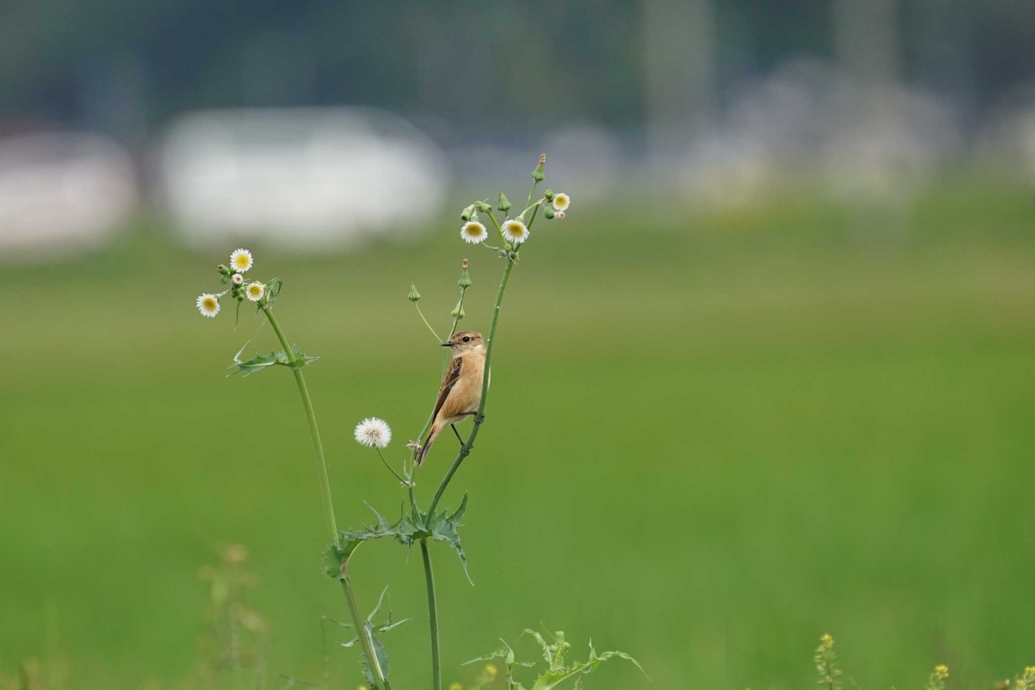 潟ノ内(島根県松江市) ノビタキの写真 by ひらも