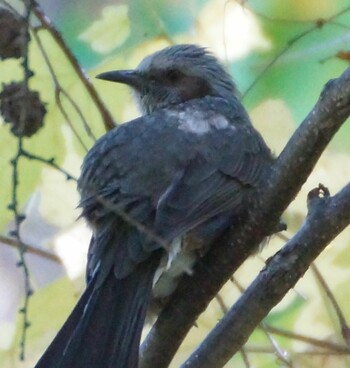 Brown-eared Bulbul Makomanai Park Thu, 10/14/2021