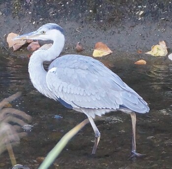 Grey Heron 真駒内川 Thu, 10/14/2021