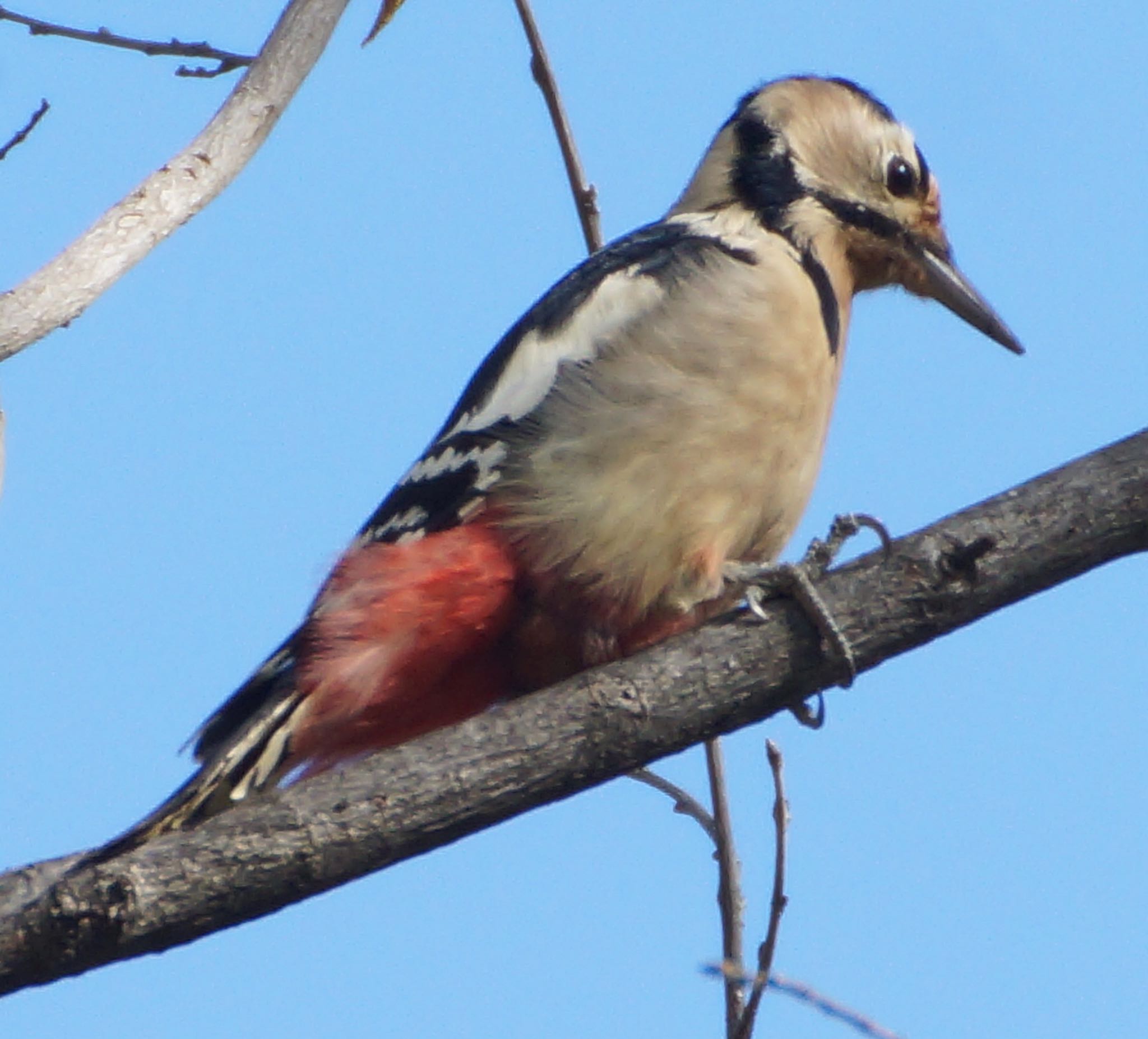 Photo of Great Spotted Woodpecker at 札幌市南区 by xuuhiro