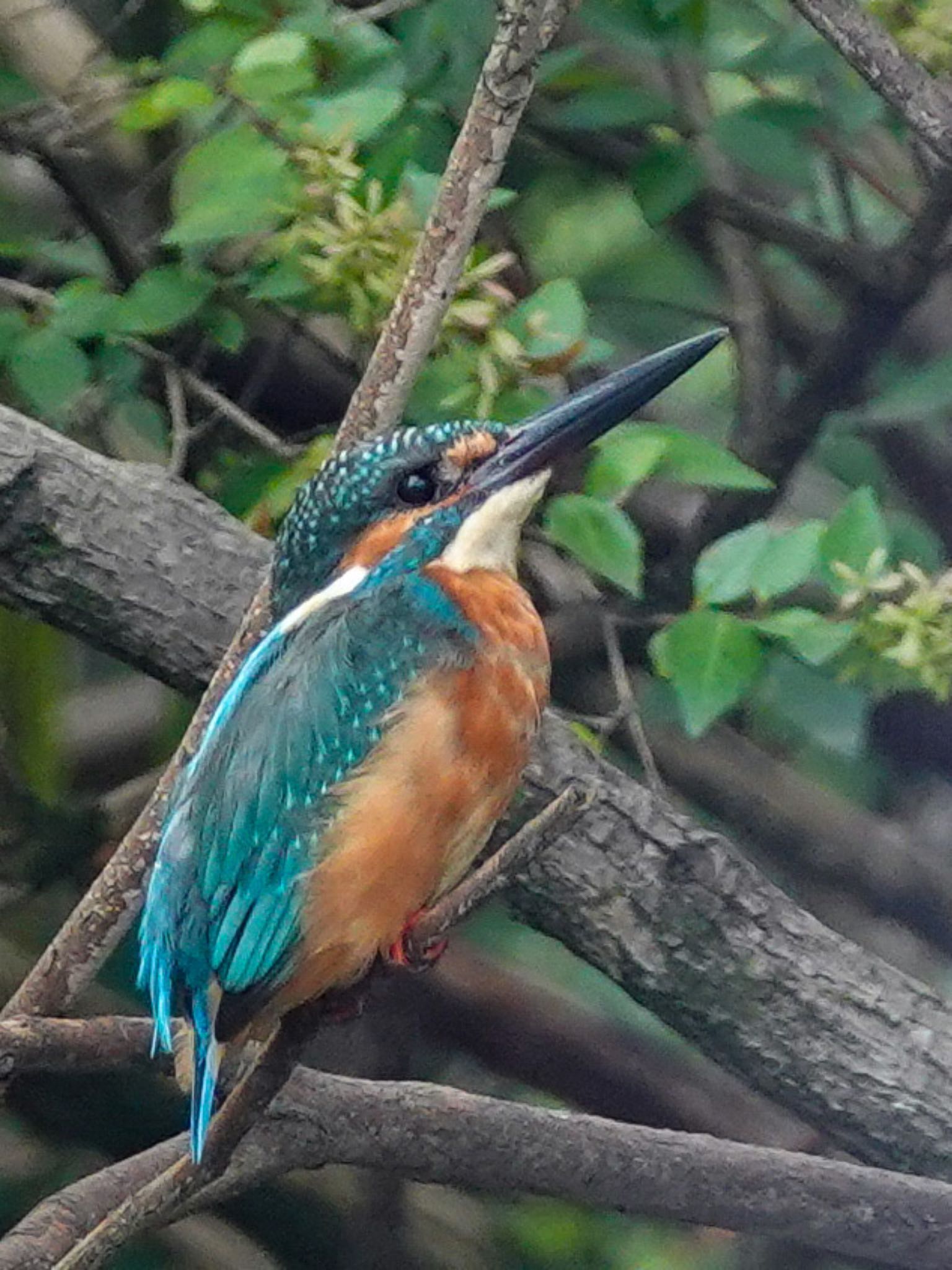 カワセミ