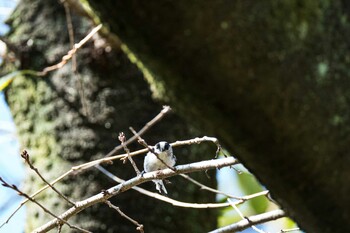 2021年10月14日(木) 新宿御苑の野鳥観察記録