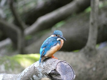 Common Kingfisher 四ツ池公園 Sat, 9/11/2021