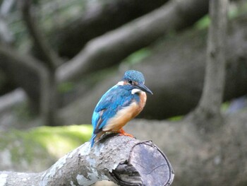 カワセミ 四ツ池公園 2021年9月11日(土)