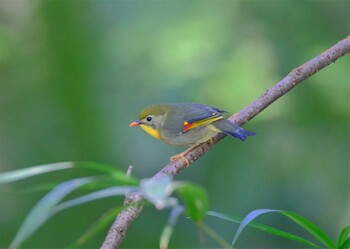 ソウシチョウ 東京都立桜ヶ丘公園(聖蹟桜ヶ丘) 2021年10月14日(木)