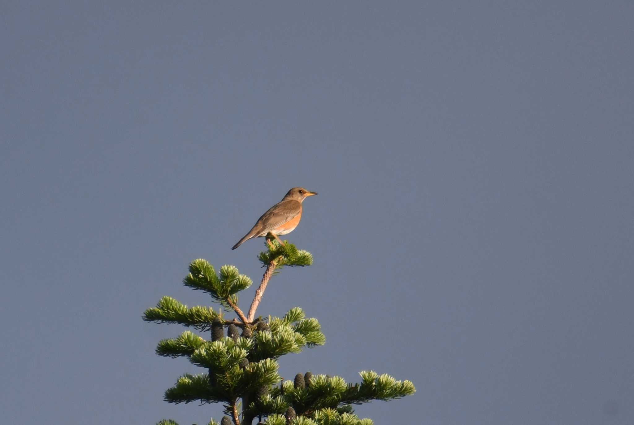 Brown-headed Thrush