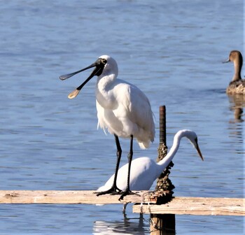 Black-faced Spoonbill Osaka Nanko Bird Sanctuary Sun, 10/10/2021