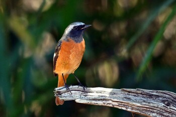 Daurian Redstart Forest Park of Mie Prefecture Thu, 10/14/2021