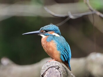 Common Kingfisher 四ツ池公園 Sun, 10/10/2021