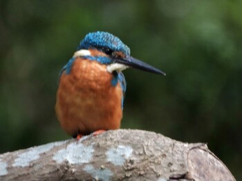 Common Kingfisher 四ツ池公園 Sun, 10/10/2021