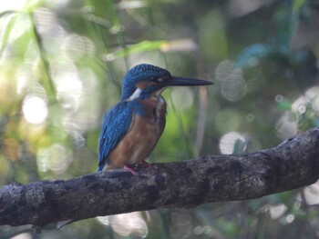 Common Kingfisher 四ツ池公園 Sun, 10/3/2021