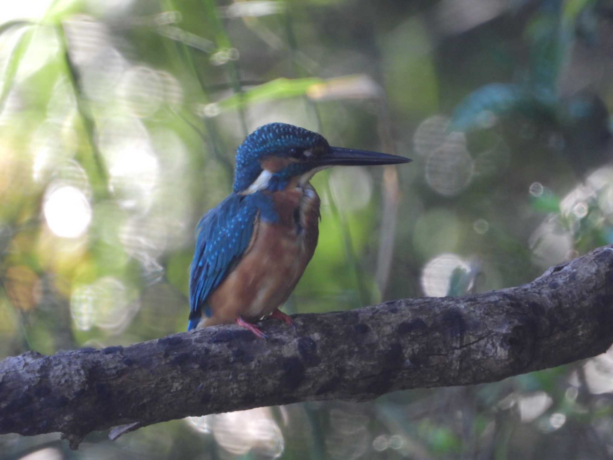 Common Kingfisher