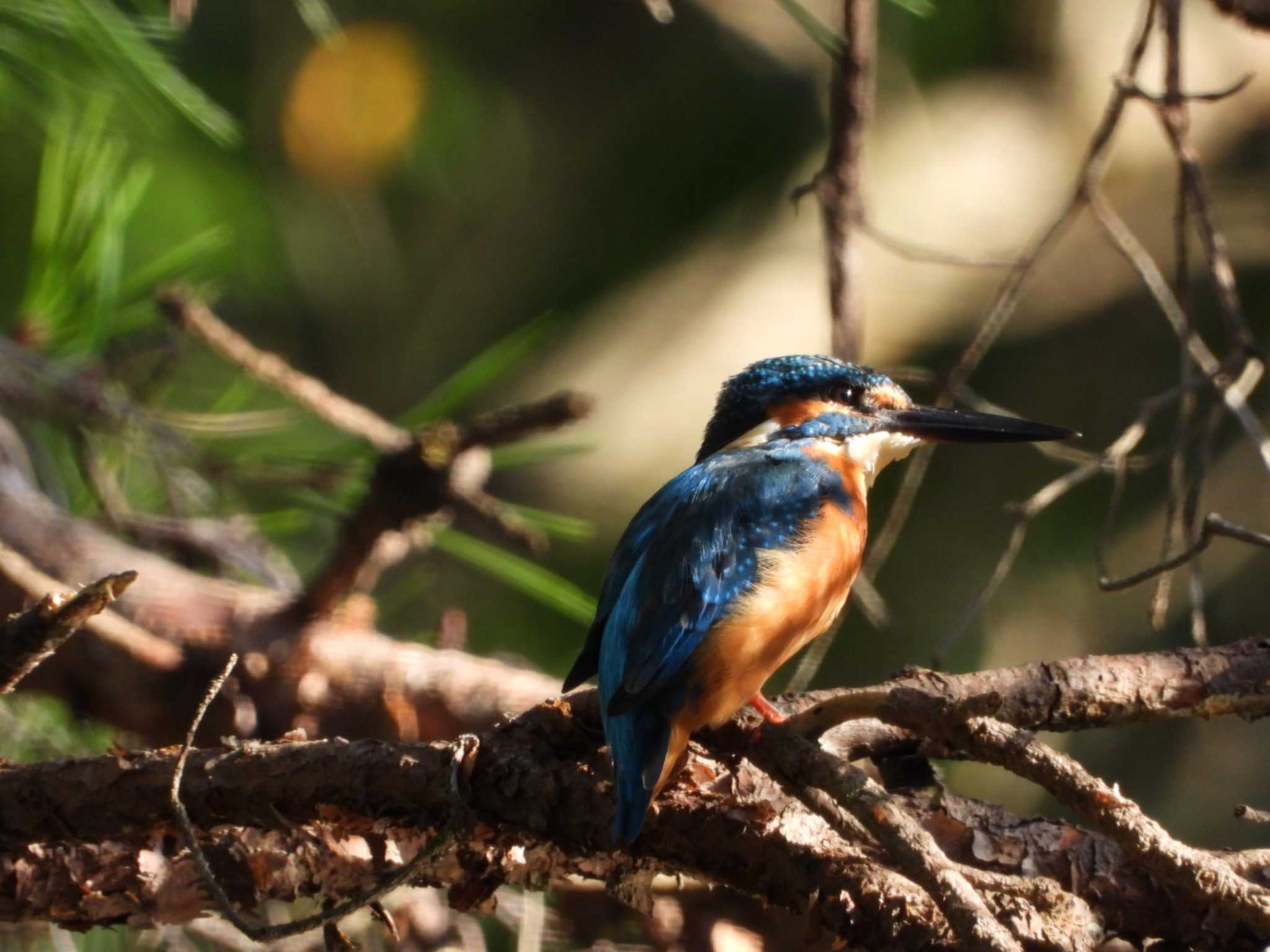 Common Kingfisher