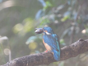 Common Kingfisher 四ツ池公園 Sun, 10/3/2021