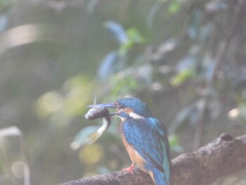 Common Kingfisher 四ツ池公園 Sun, 10/3/2021