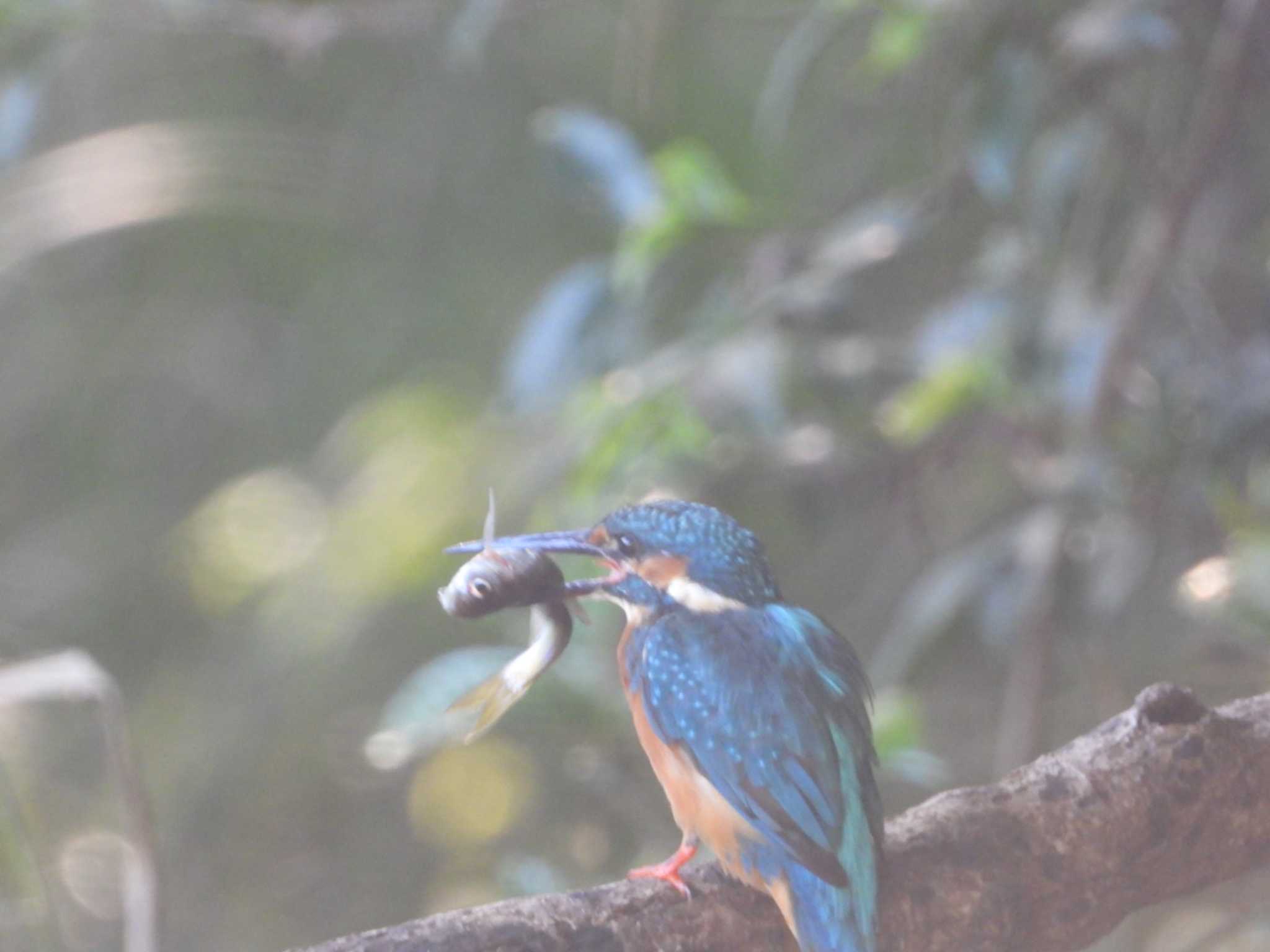 Common Kingfisher