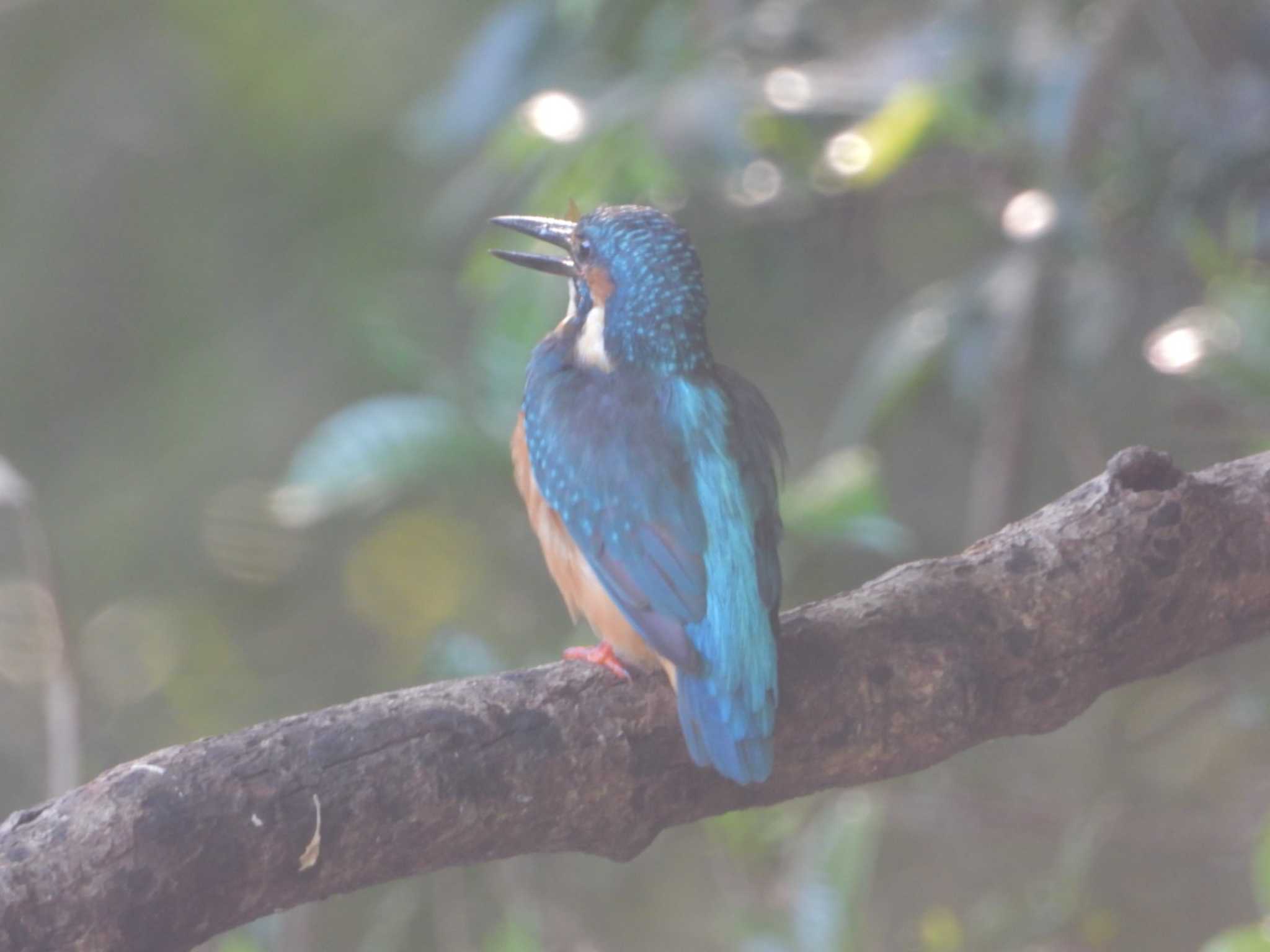 Common Kingfisher