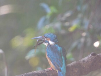 Common Kingfisher 四ツ池公園 Sun, 10/3/2021