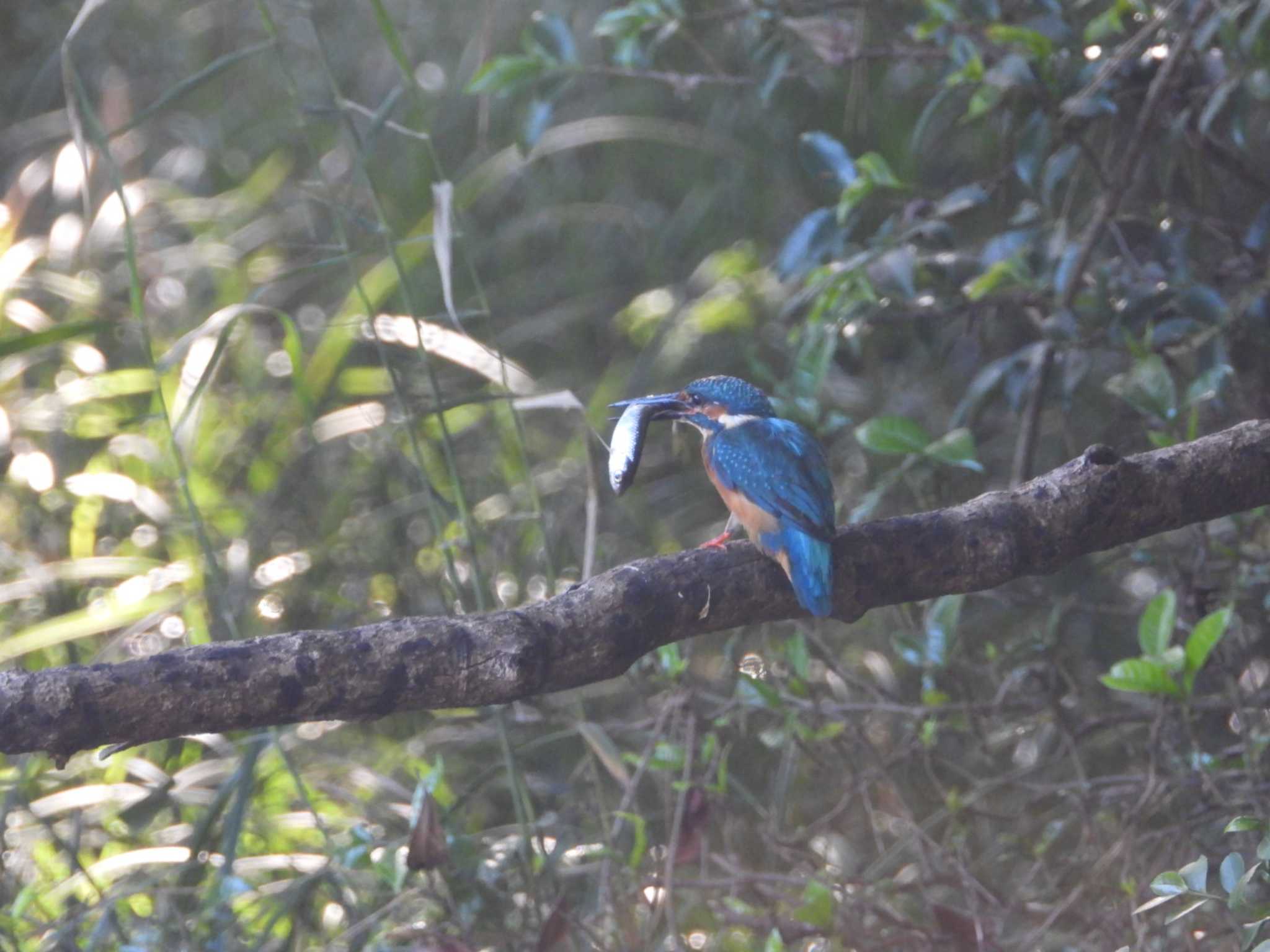 Common Kingfisher