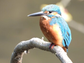 Common Kingfisher 四ツ池公園 Sun, 10/10/2021