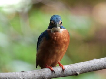 Common Kingfisher 四ツ池公園 Sun, 10/10/2021