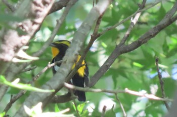 2021年10月14日(木) 嶺公園の野鳥観察記録