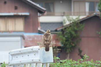 ノスリ 加須市 2021年10月13日(水)